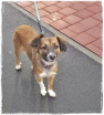 Bailey (Erpi) Bailey (Erpi)