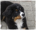 Benny, 16 Wochen und wilde Frisur Benny, 16 Wochen und wilde Frisur
