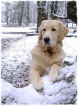 ... und Berrys erster Schnee - und schon so viel erwachsener ... und Berrys erster Schnee - und schon so viel erwachsener