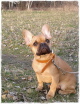 Carlos Carlos