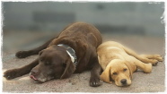 Carlo & Cooper Carlo & Cooper