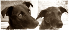 ... you are so beautiful: Sunny and Harley. Sunny died in August 2012, Harley in January 2018. ... you are so beautiful: Sunny and Harley. Sunny died in August 2012, Harley in January 2018.
