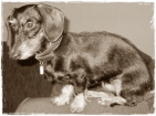 Lotti Lotti