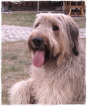 Maja Maja