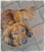 Murphy Murphy