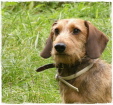 Otto Otto
