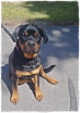 Rocco Rocco