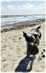 Rocky ... Strandräuber Rocky ... Strandräuber