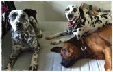 Rocky, Dolly & Shari Rocky, Dolly & Shari