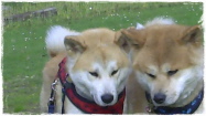 ein schönes Paar: Kiko & Yuki ein schönes Paar: Kiko & Yuki
