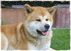 Yuki (2007 - 2015)