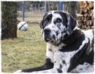 Zeus ... ist nur 2 Jahre alt geworden. Zeus ... ist nur 2 Jahre alt geworden.