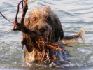 Was hund im Meer alles so Interessantes findet ... Was hund im Meer alles so Interessantes findet ...