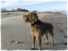 Nello an seinem Lieblingsstrand Nello an seinem Lieblingsstrand