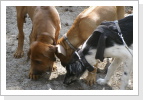 Askan, Lenny und Orla Askan, Lenny und Orla