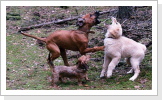 Stanley, Berry und Otto Stanley, Berry und Otto